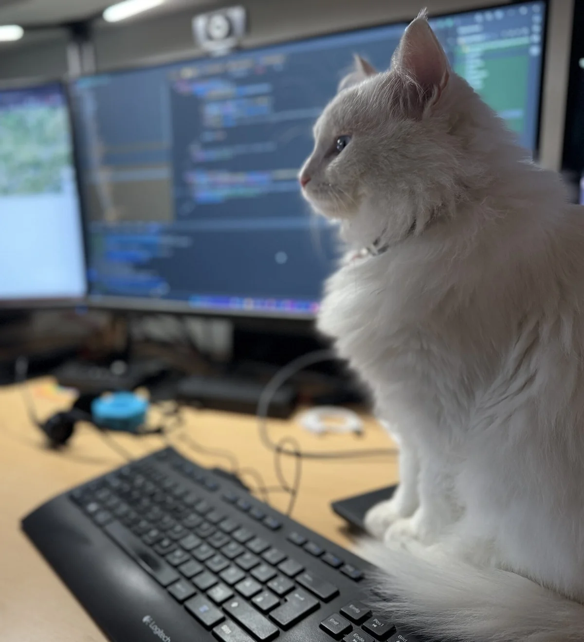 Weißer Kater Luki sitzt auf dem Schreibtisch neben der Tastatur vor zwei Monitoren mit Code