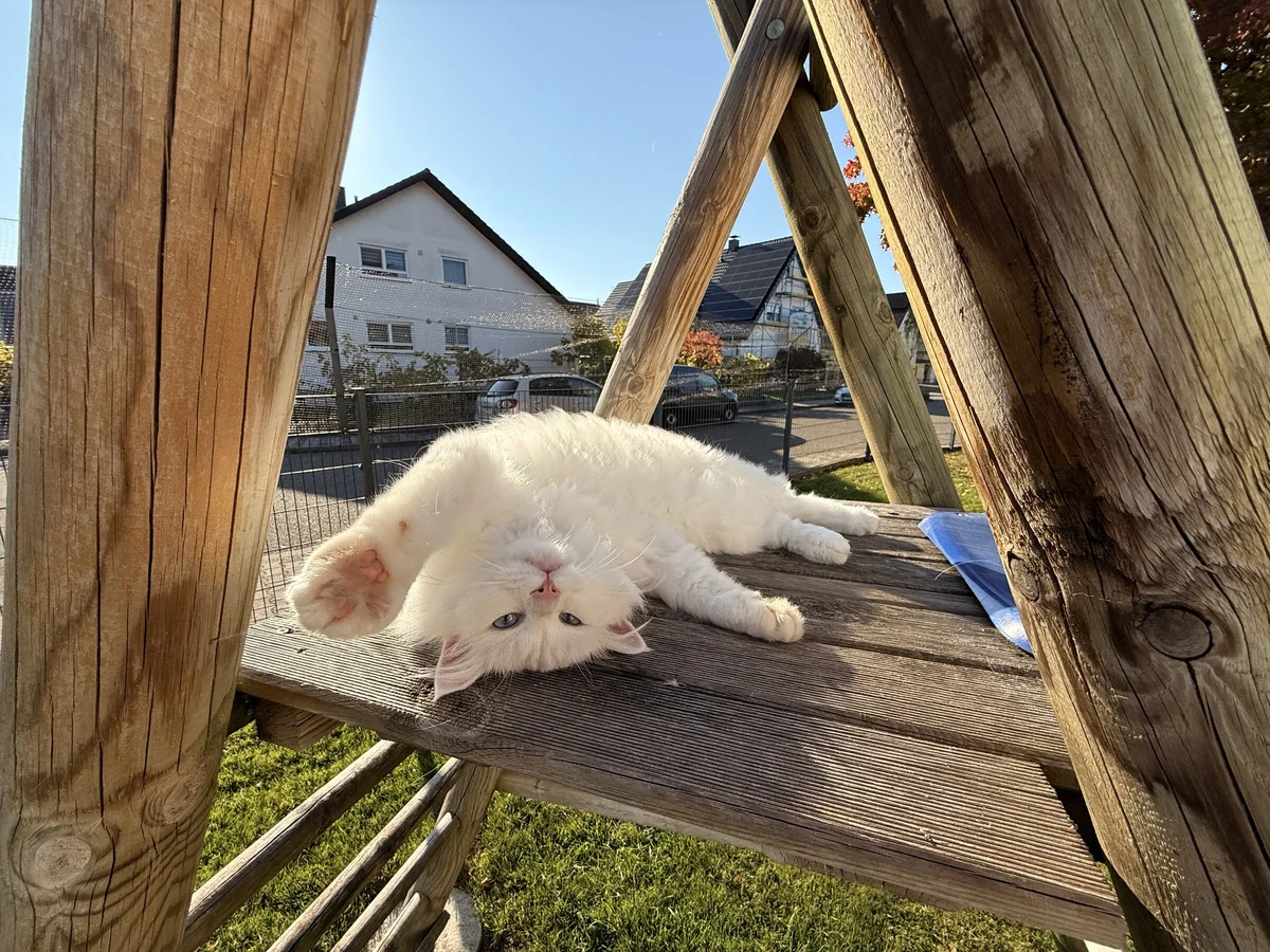 Weißer Kater Luki liegt auf dem Rücken auf einer Holzleiter in der Sonne